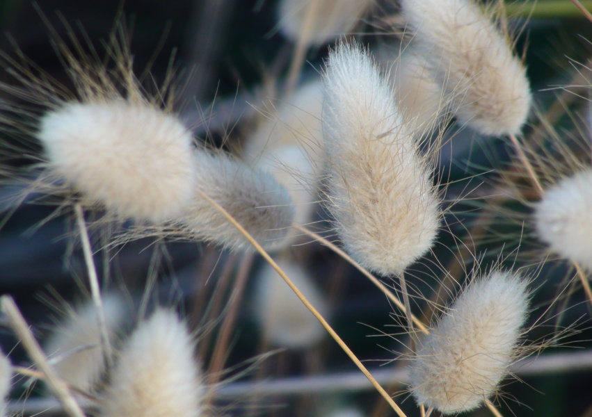 Plumeros pequeños - reserva del Muntanyans - Tarragona - Catalunya 2